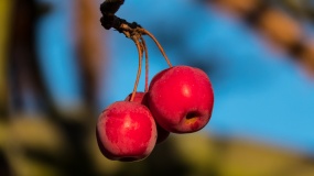 漂亮红色野果图片